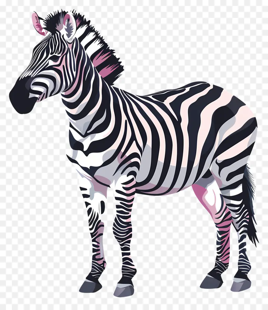 Zebra，Comportamento Animal PNG