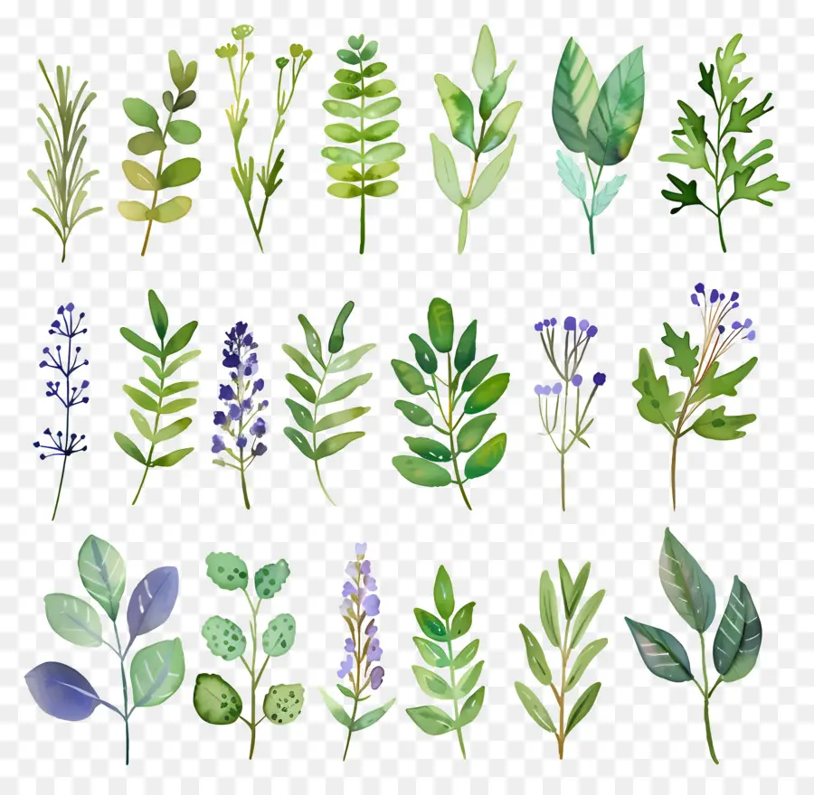 Herbs，Pintura Em Aquarela PNG