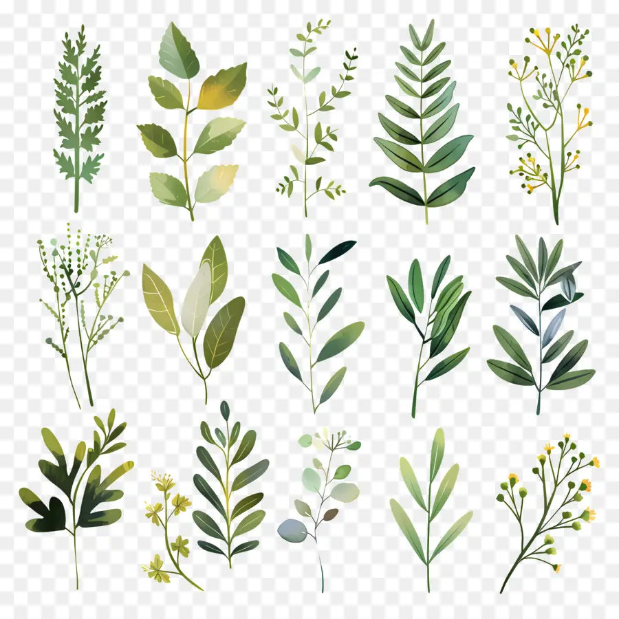 Herbs，Aquarela Folhas PNG