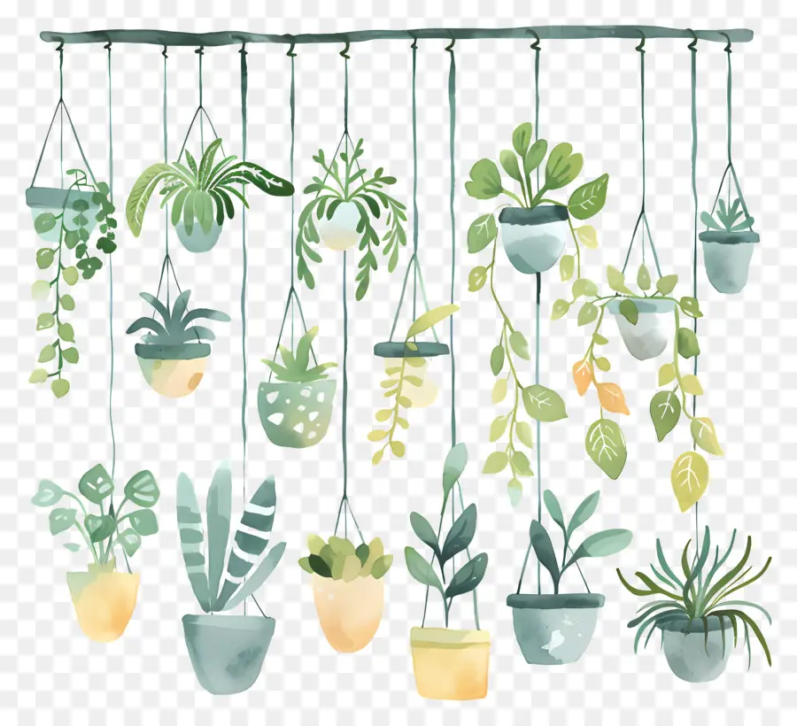 Plantas Domésticas Penduradas，Pintura Em Aquarela PNG