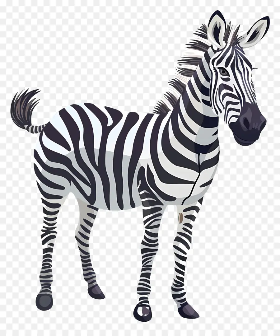 Zebra，De Pé Nas Patas Traseiras PNG