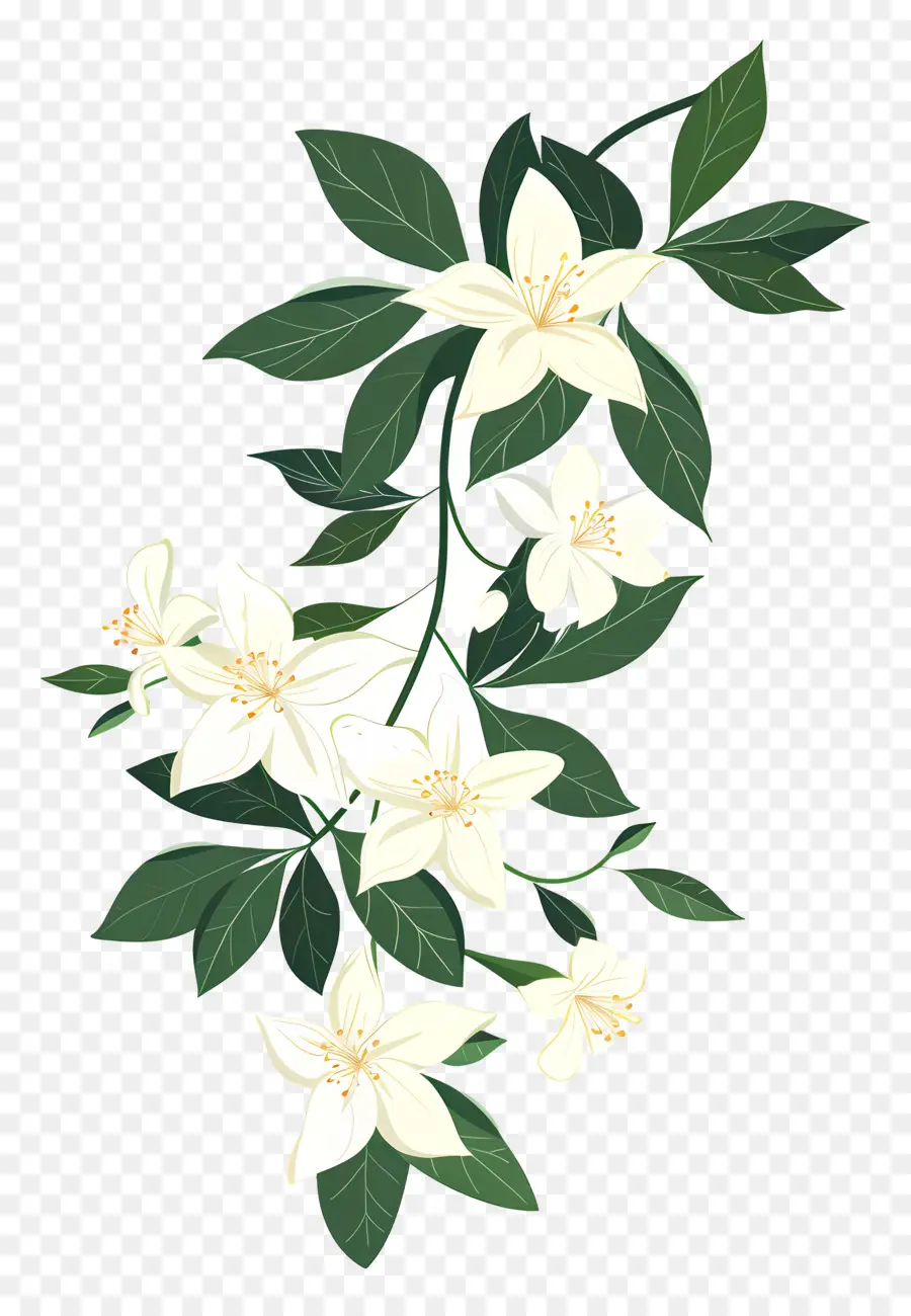 Jasmine Garland，Flor Branca PNG