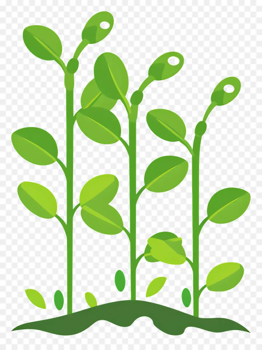 Brotos Em Crescimento，Plantas Verdes PNG