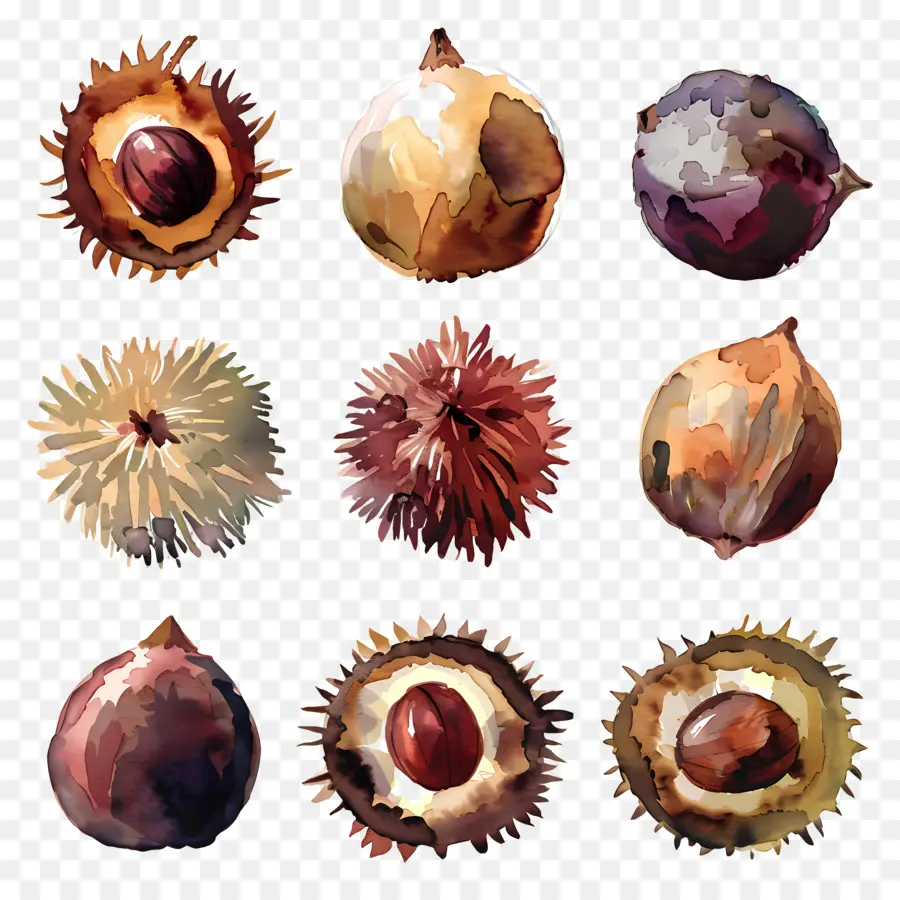 Castanhas，Pinturas Em Aquarela PNG