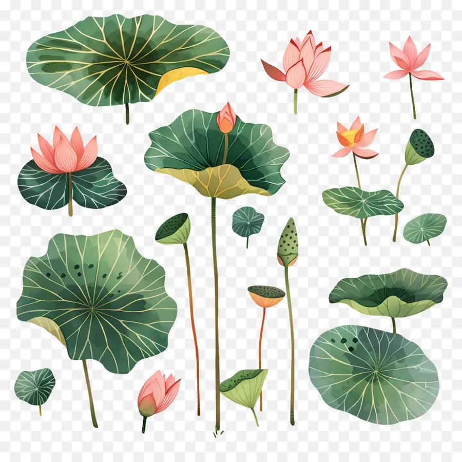 Lotus，Os Lírios De água PNG