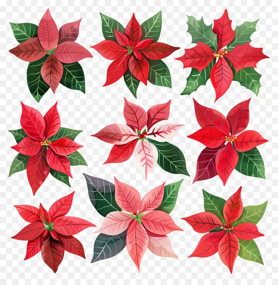 Poinsettia，Vermelho PNG