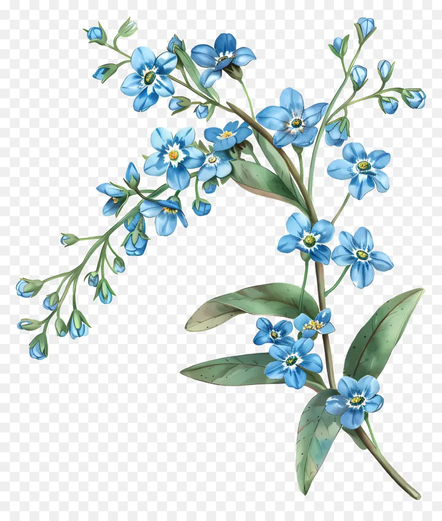 Flores Azuis，Forgetmenot PNG