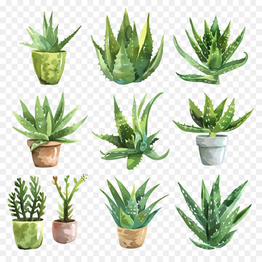 Aloe Vera，Plantas PNG