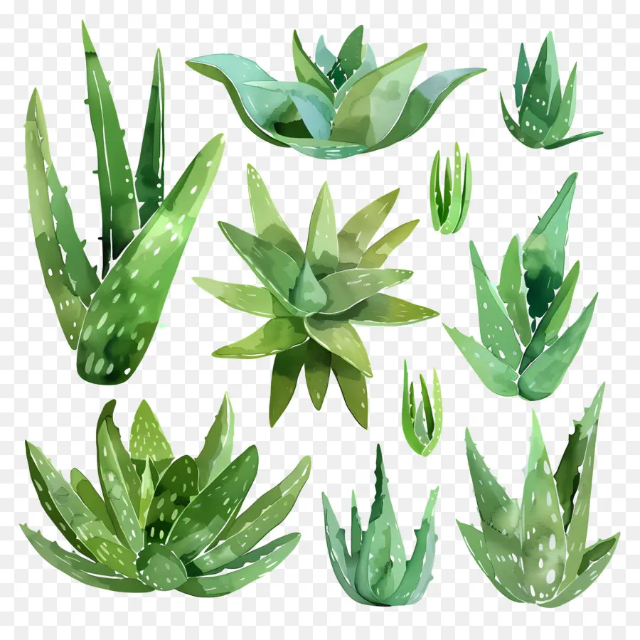 Aloe Vera，Condições Da Pele PNG