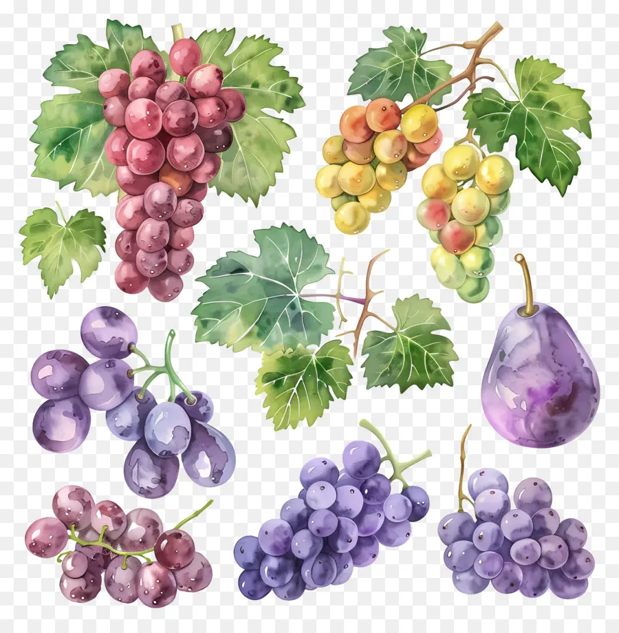 Uvas，Uvas Em Aquarela PNG