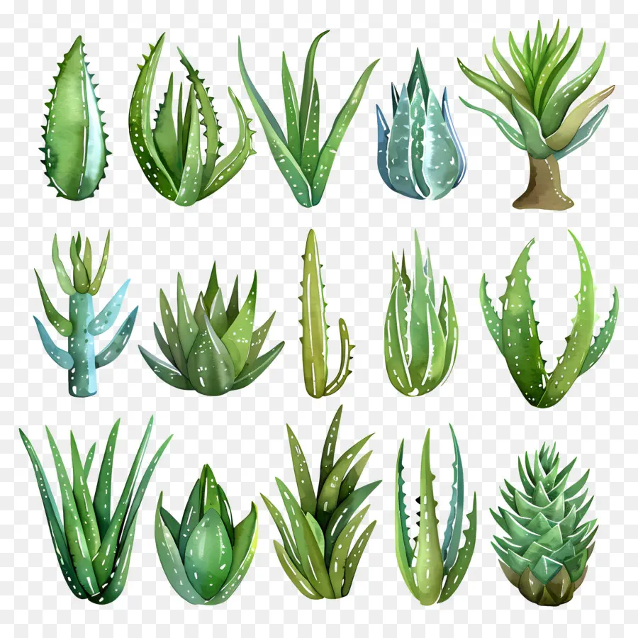 Aloe Vera，Suculenta PNG