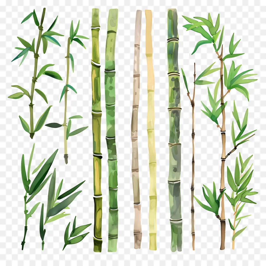 Bambu，Varas De Bambu PNG