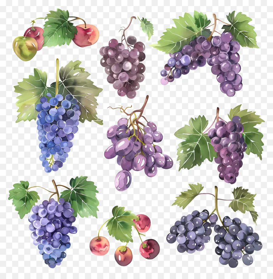 Uvas，Videira PNG