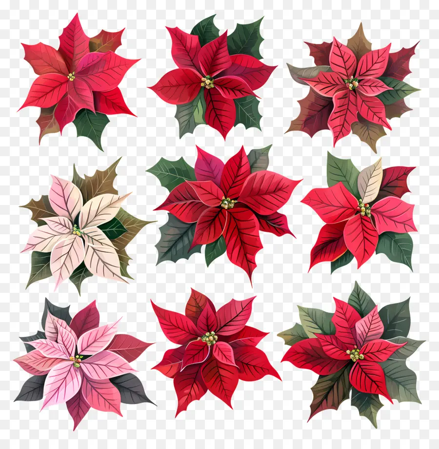 Poinsettia，Poinsettias PNG