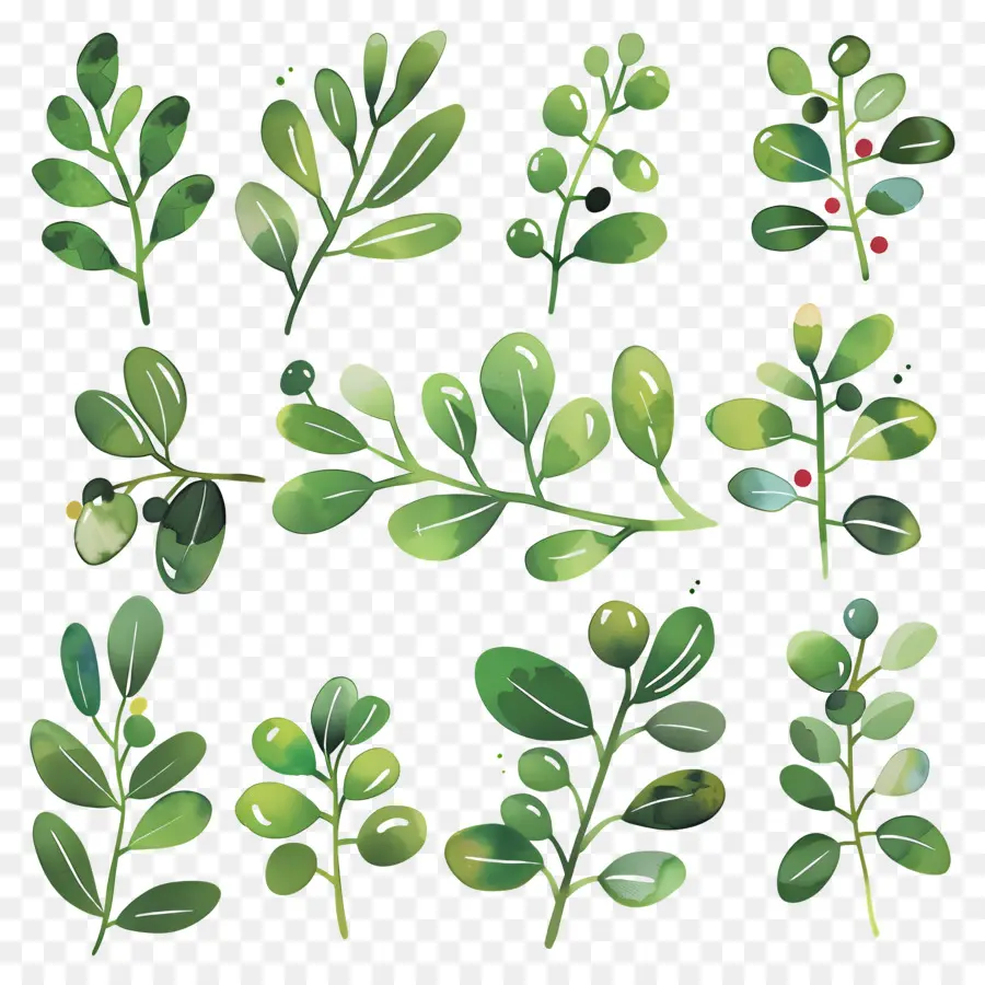 O Visco，Holly Bush PNG