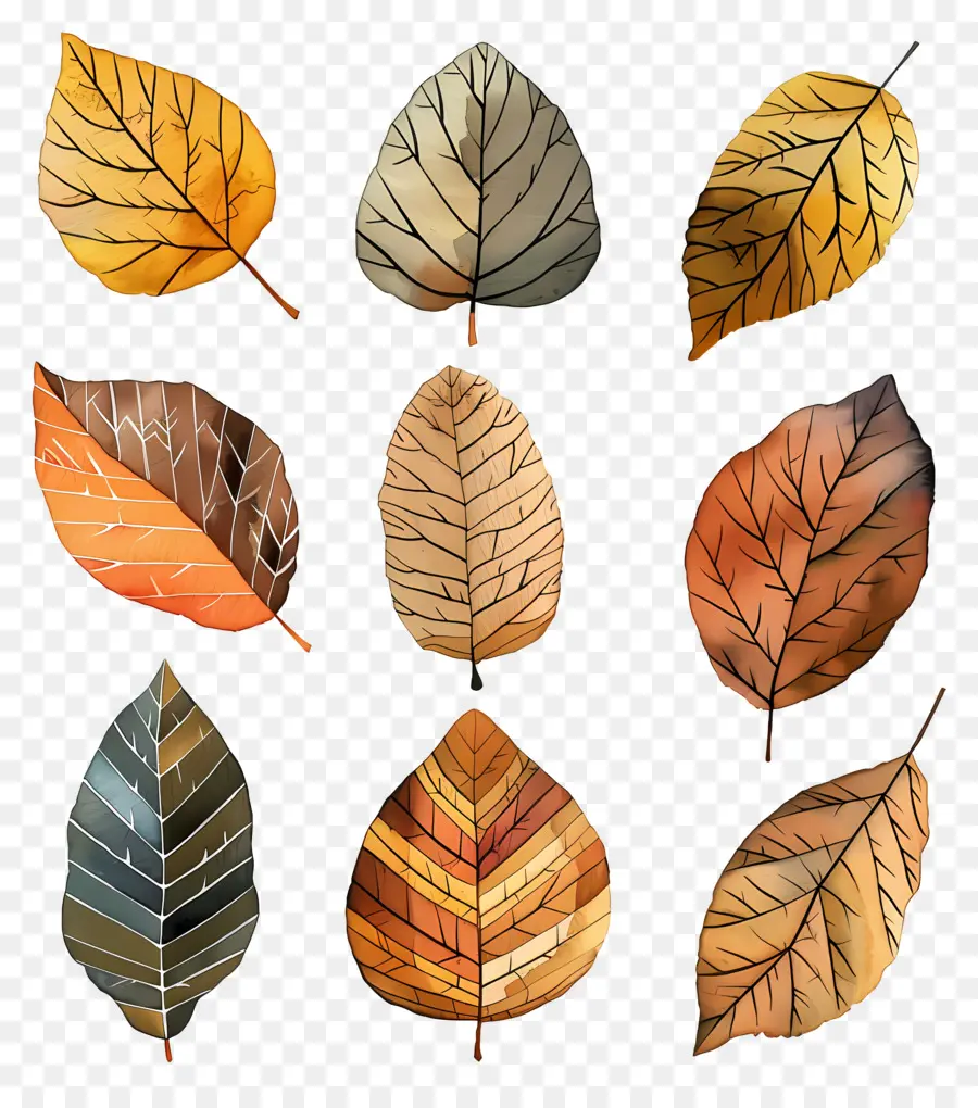 Folhas Mortas，Autumn Leaves PNG