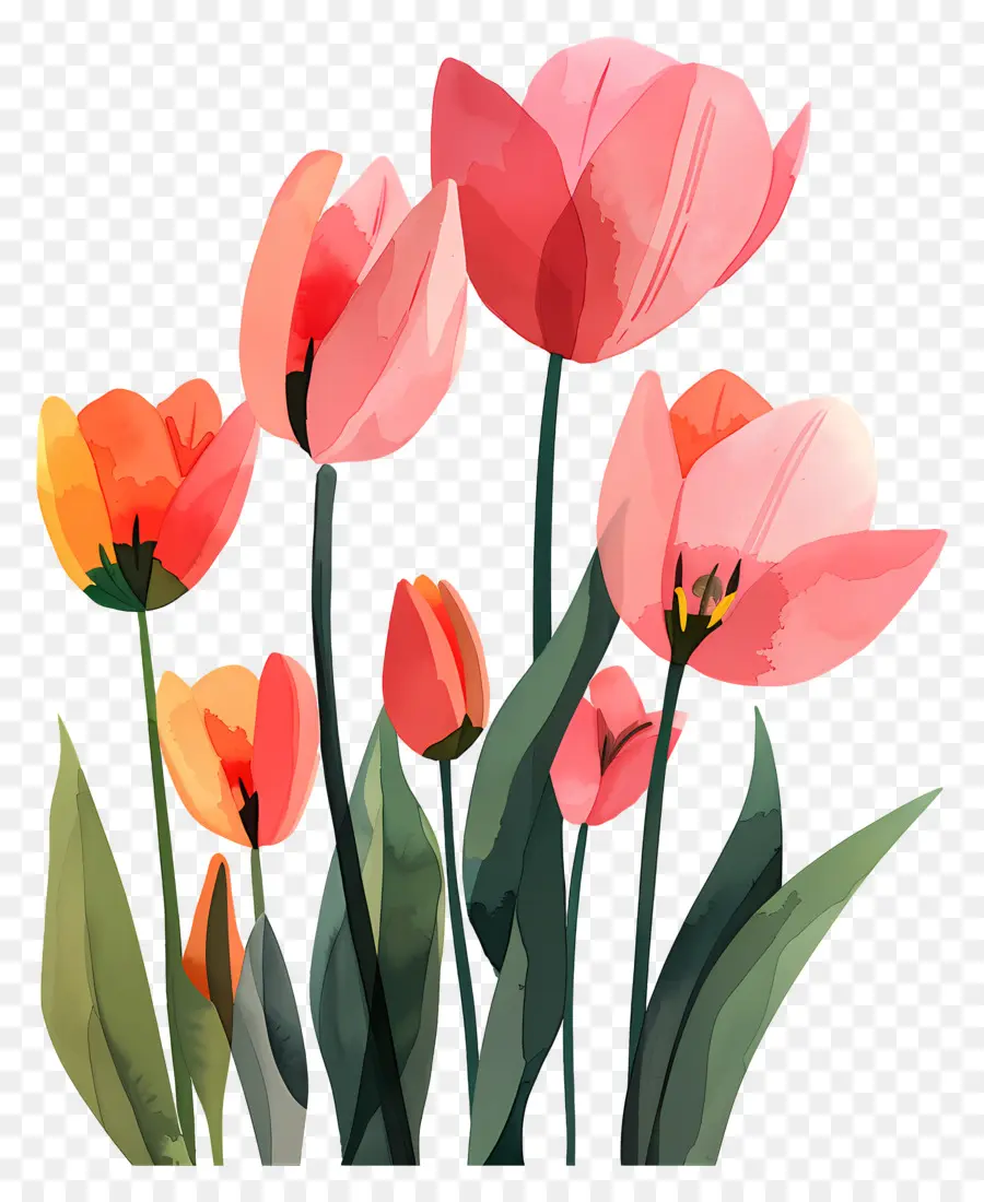 Tulipas，Tulipas Cor De Rosa PNG