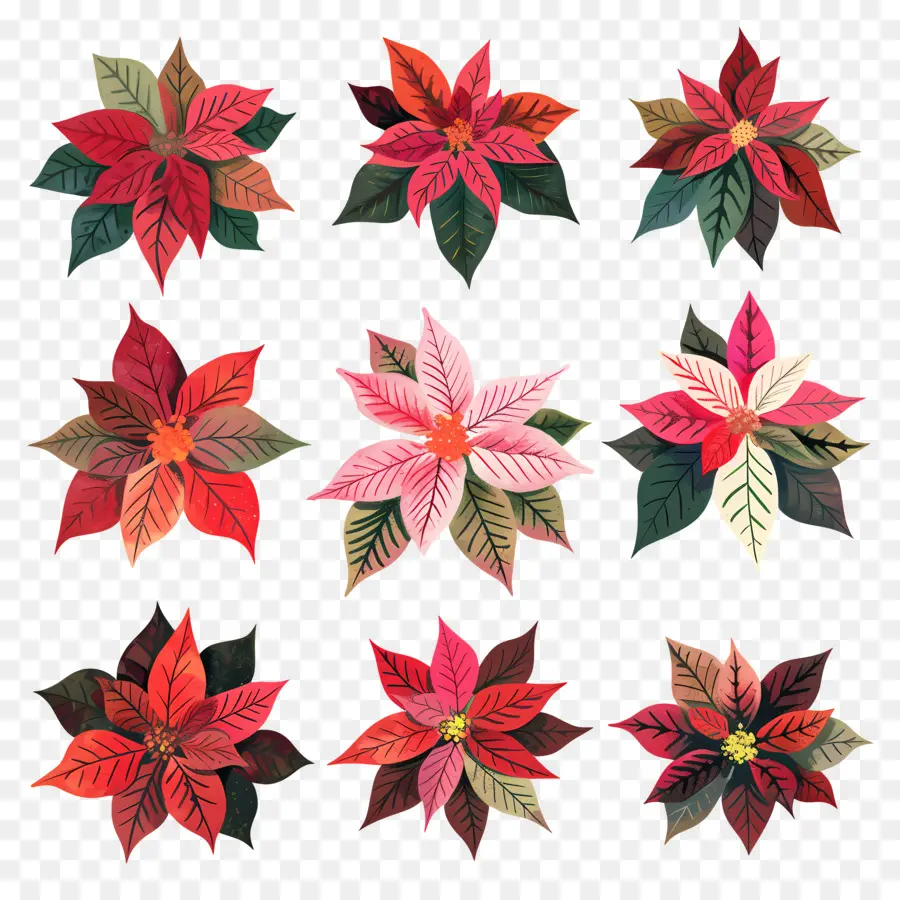 Poinsettia，Arranjo De Flores PNG