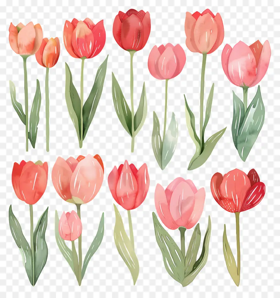 Tulipas，Tulipas Coloridas PNG