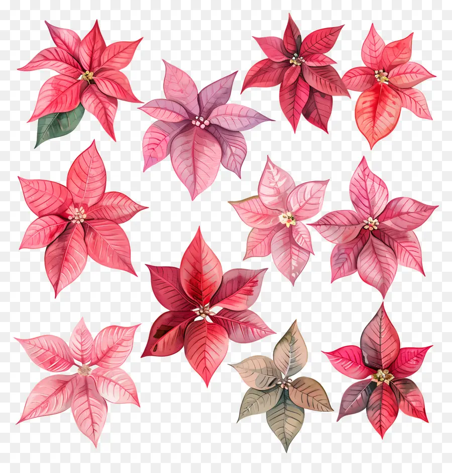 Poinsettia，Flores Vermelhas PNG