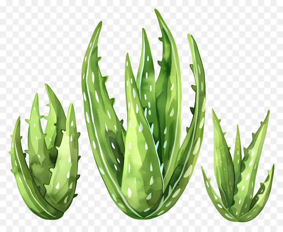 Aloe Vera，Planta Aloe Vera PNG