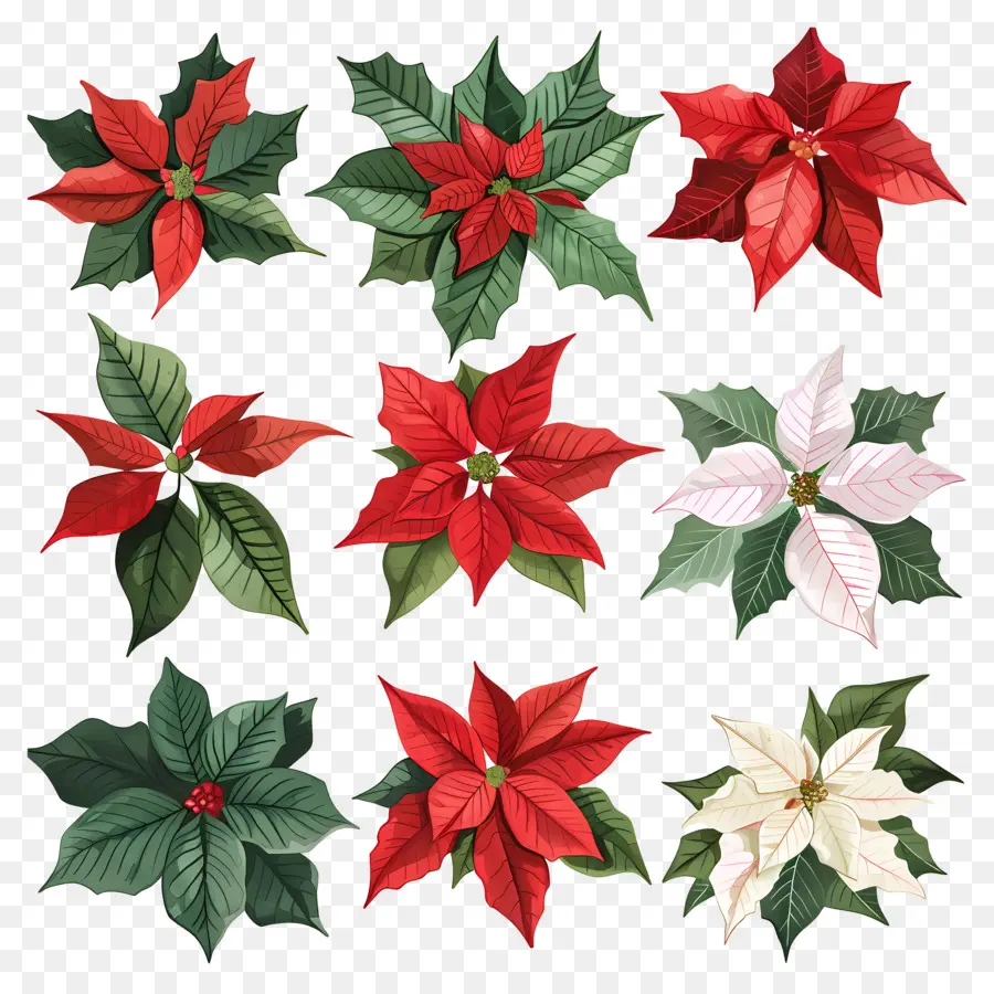 Poinsettia，Poinsettias PNG