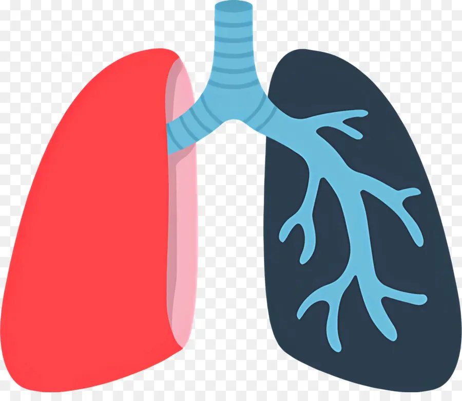 Pulmão，Anatomia Pulmonar Humana PNG