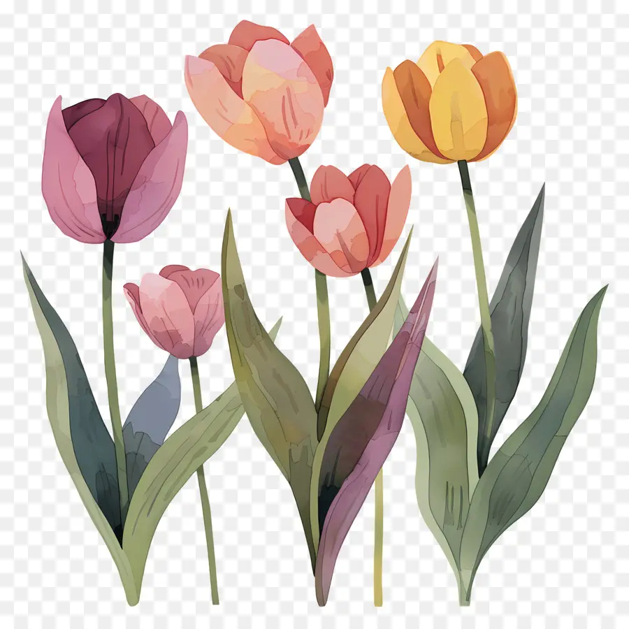 Tulipas，Pintura Em Aquarela PNG