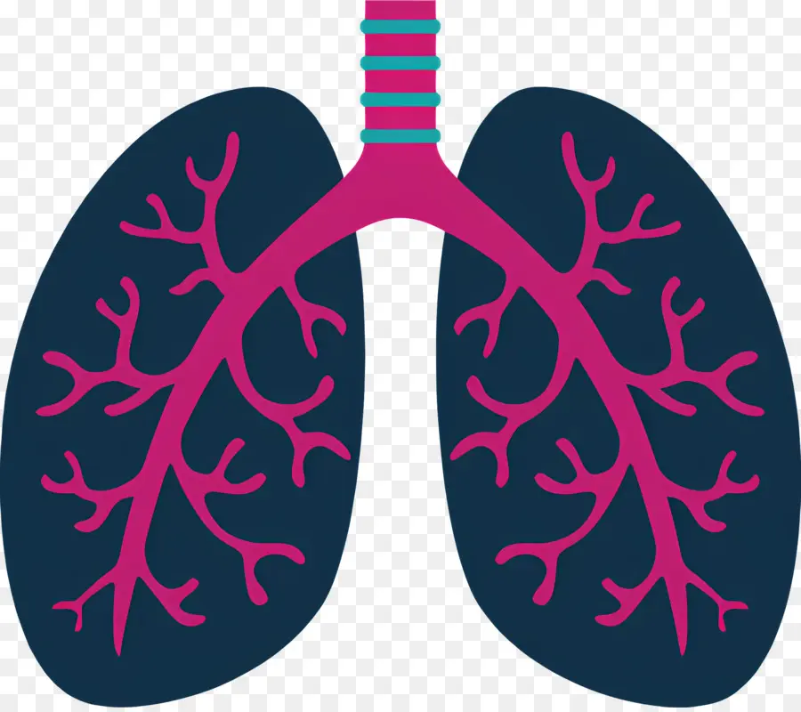 Pulmão，Anatomia Pulmonar Humana PNG