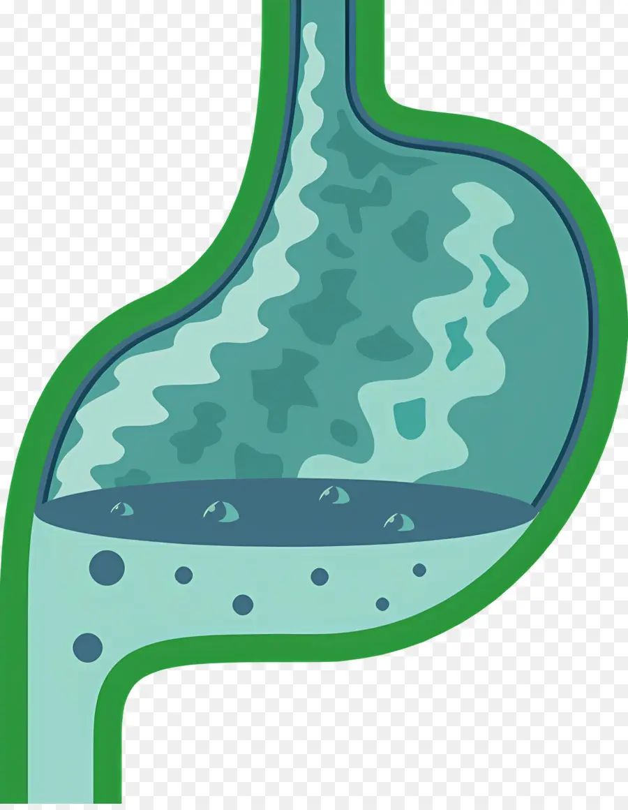 Estômago，Trato Gastrointestinal PNG