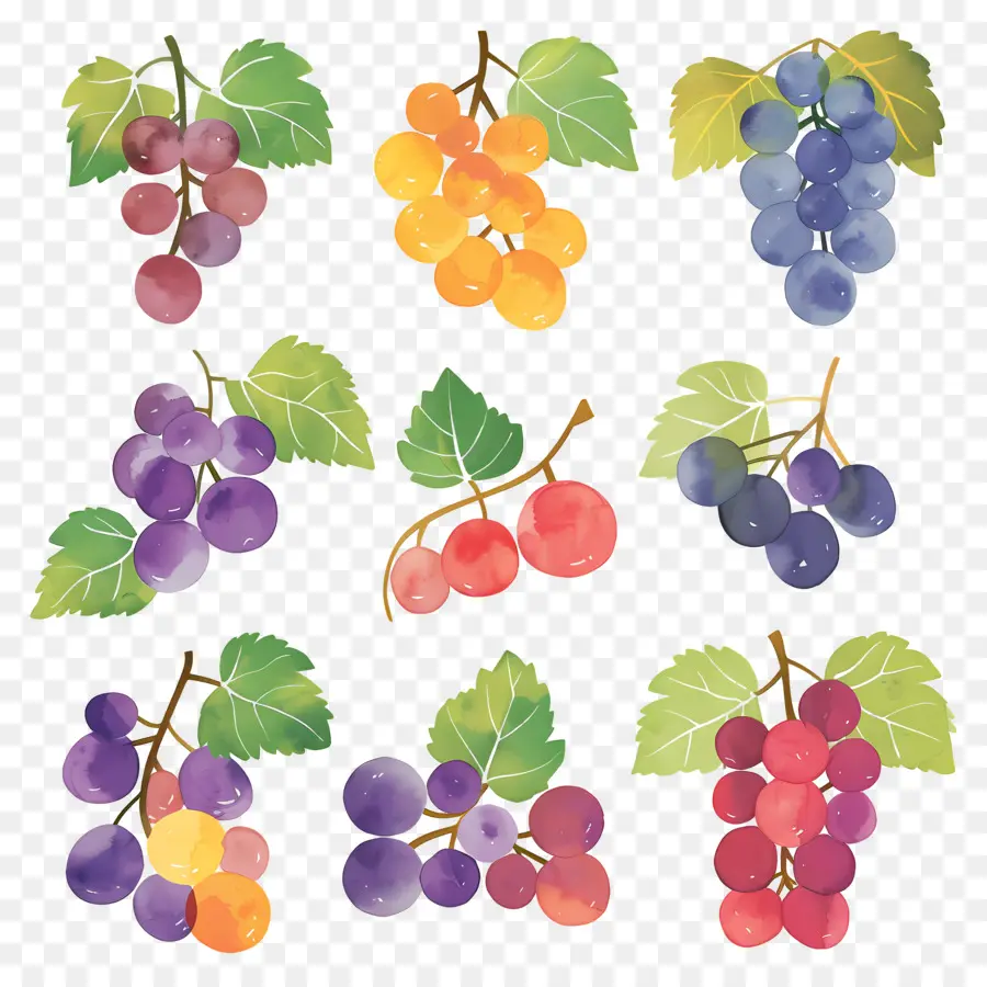 Uvas，Pinturas Em Aquarela PNG