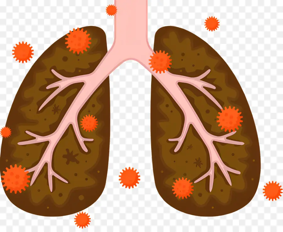 Pulmão，Sistema Respiratório PNG