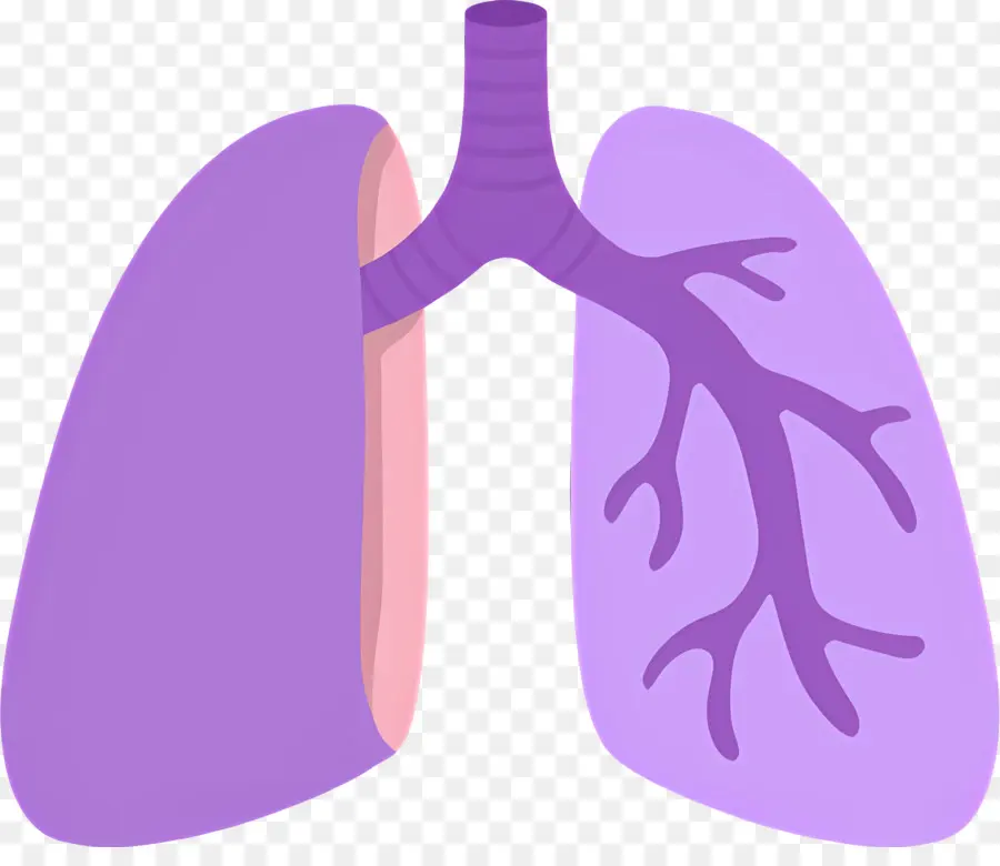 Pulmão，Anatomia Pulmonar Humana PNG