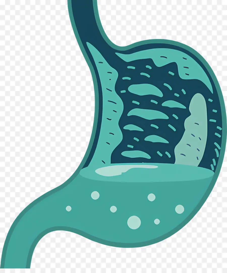 Estômago，Sistema Gastrointestinal PNG