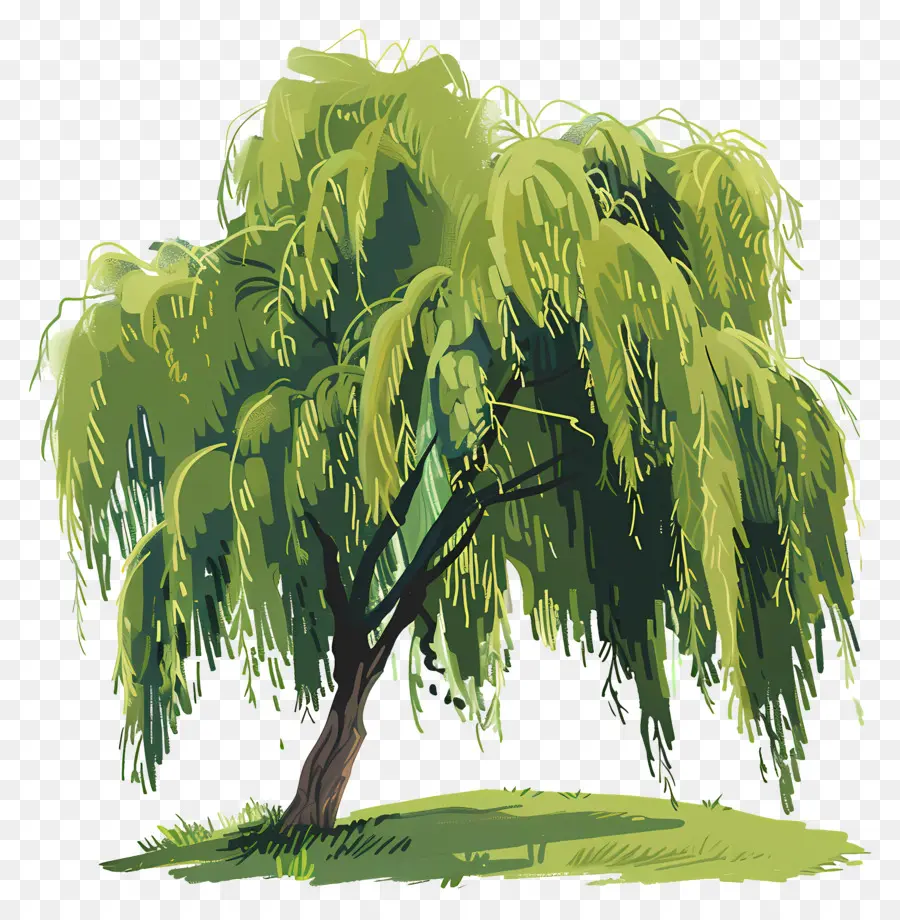 Salgueiro，Weeping Willow Tree PNG