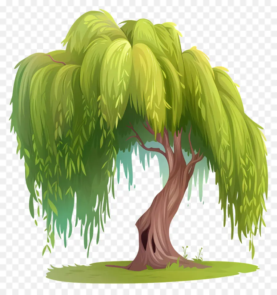 Salgueiro，Weeping Willow Tree PNG