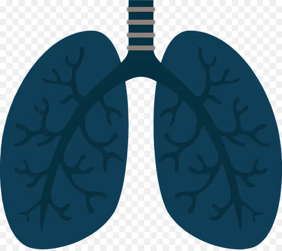 Pulmão，Anatomia Pulmonar Humana PNG