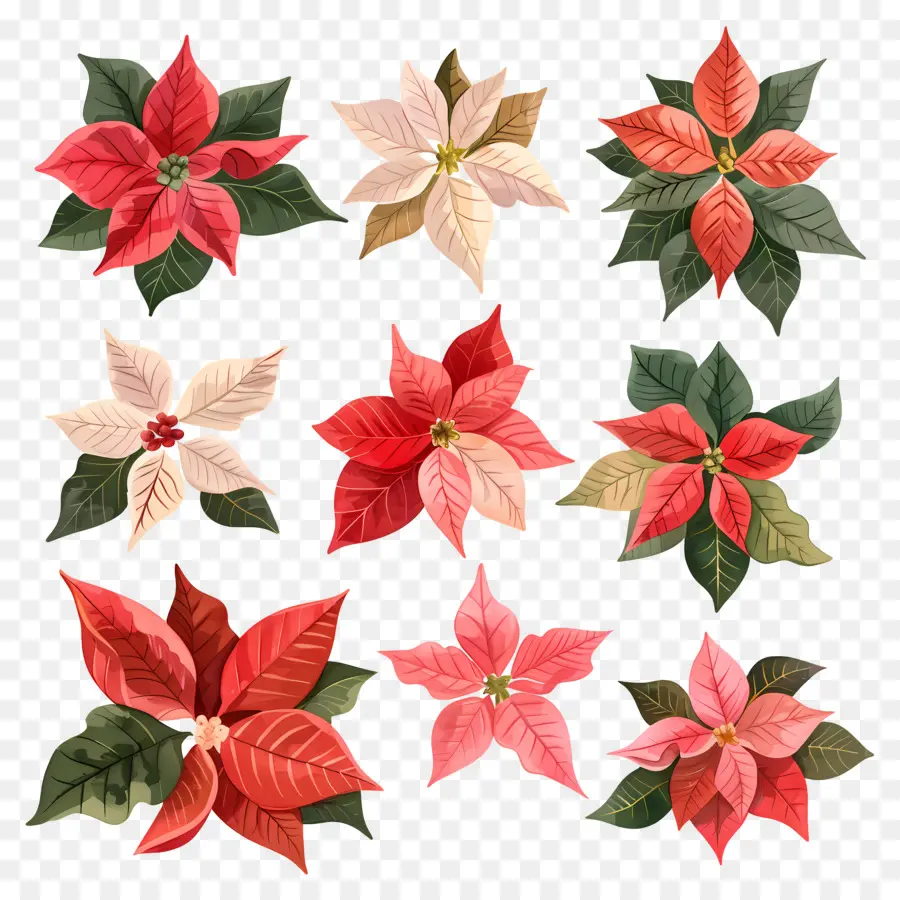 Poinsettia，Vermelho PNG