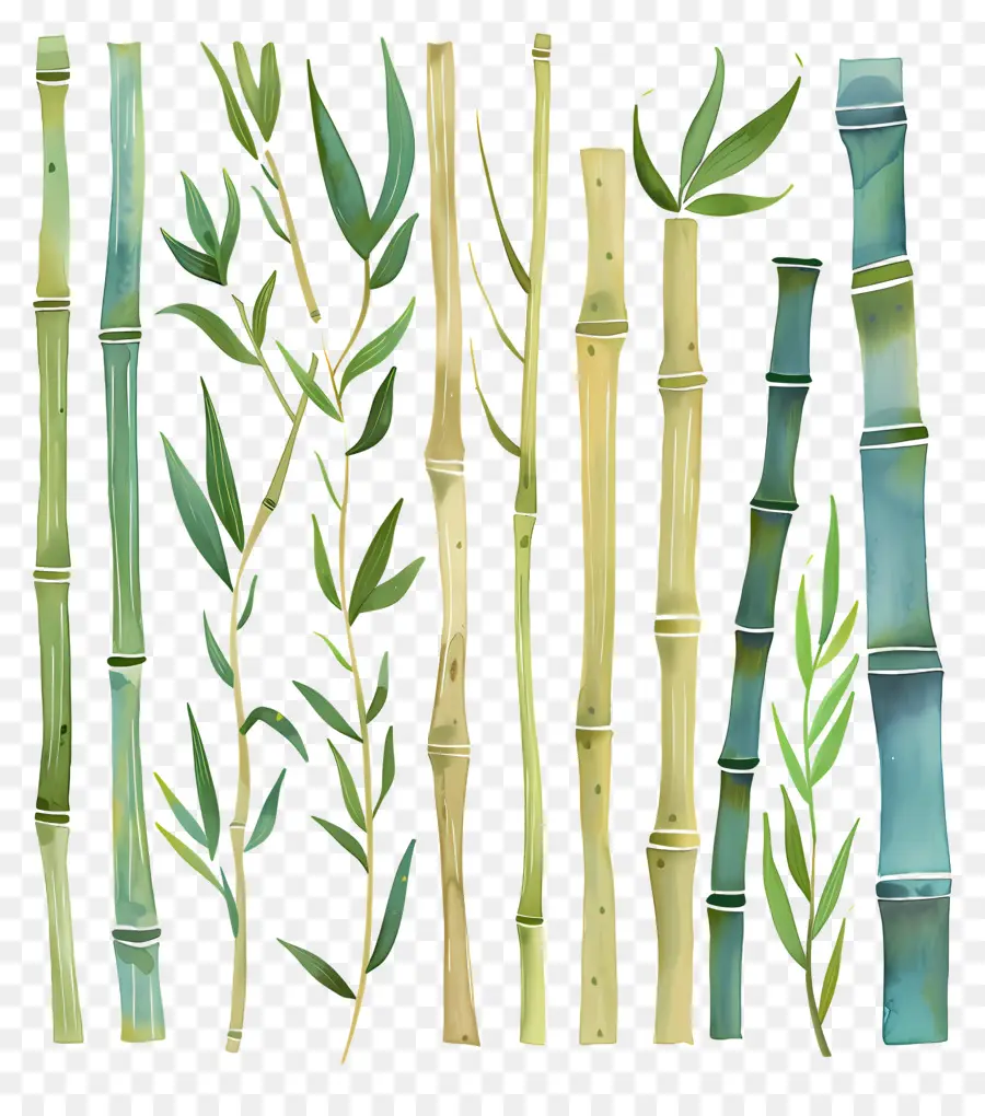 Bambu，Pintura Em Aquarela PNG