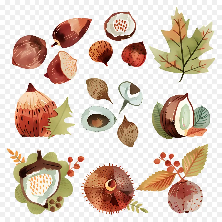 Castanhas，Frutas Do Outono PNG