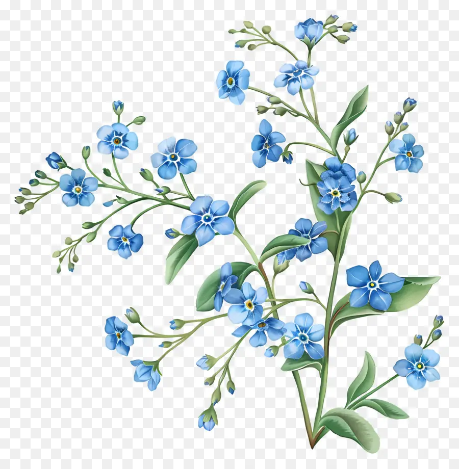 Flores Azuis，Miosótis PNG