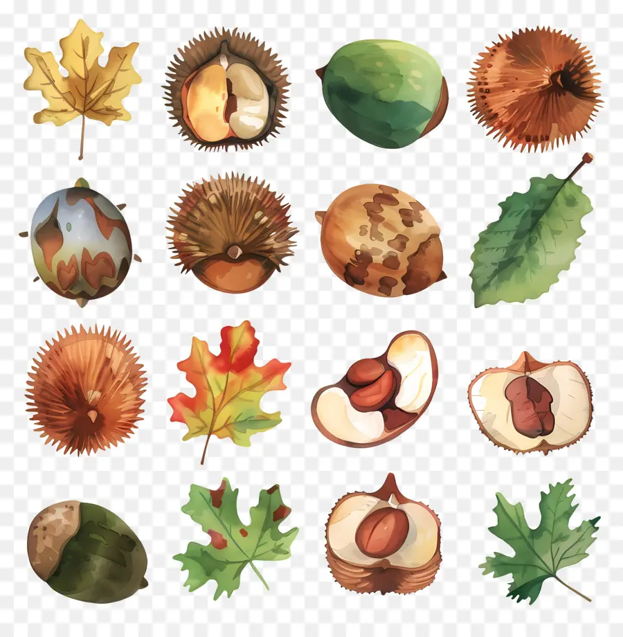 Castanhas，Aquarela PNG