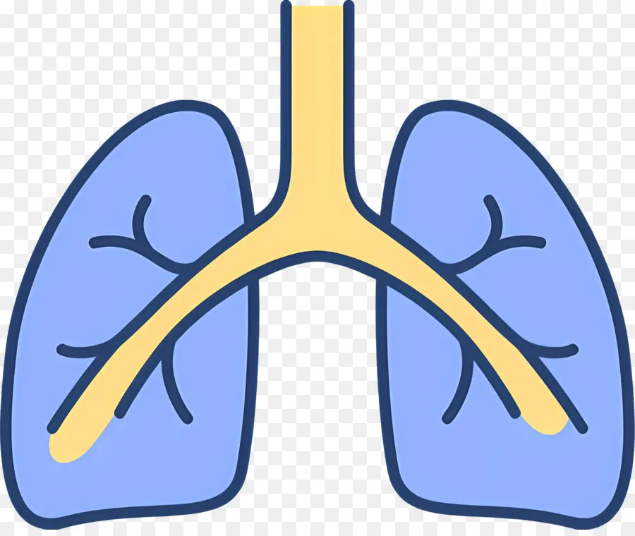 Pulmão，Anatomia Pulmonar PNG