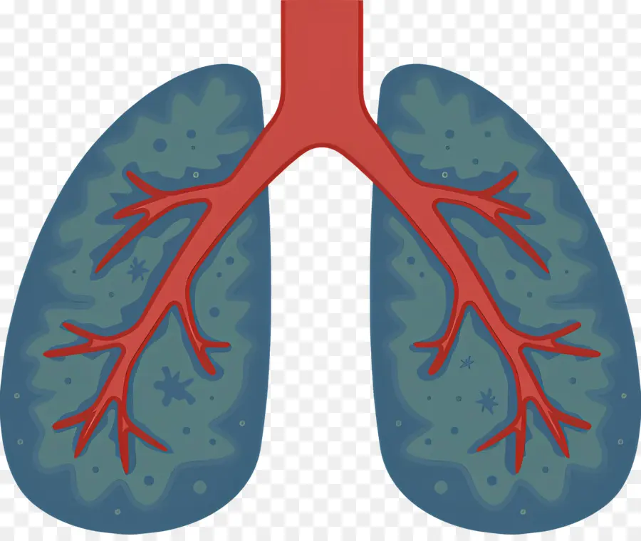 Pulmão，Anatomia Pulmonar PNG