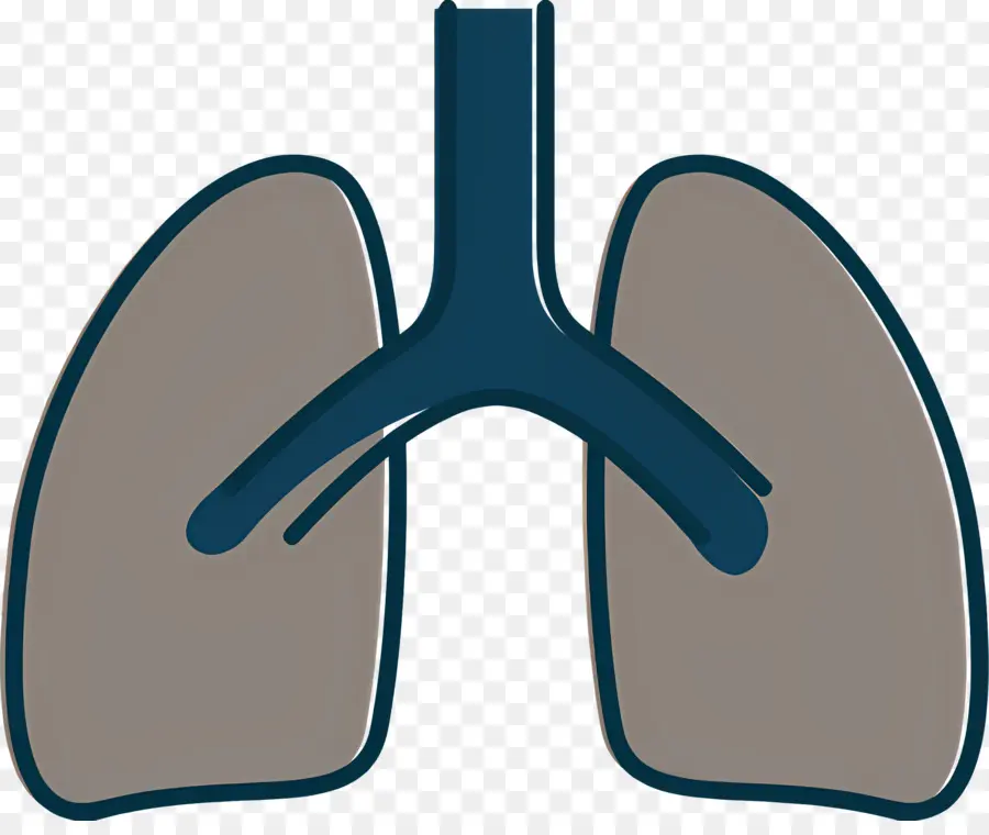 Pulmão，Sistema Respiratório PNG