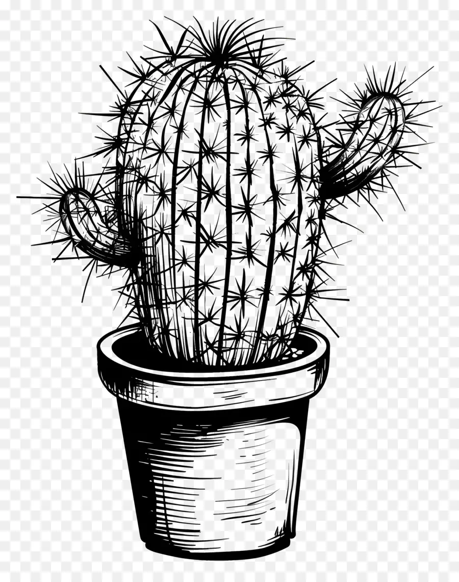 Cacto Na Panela，Cactus PNG