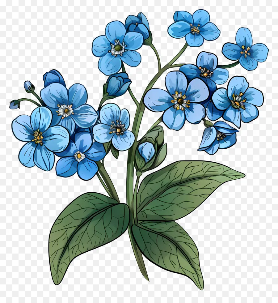 Flores Azuis，Não Te Esqueças De Mim Flor PNG