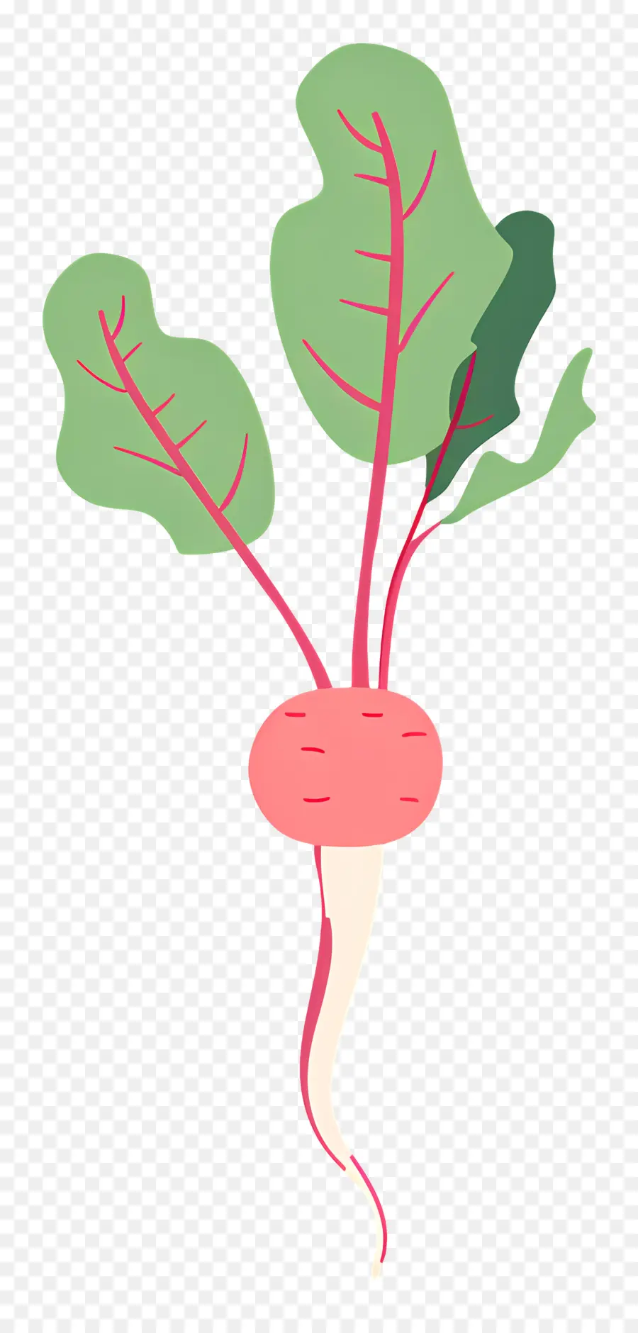 Rabanete，Planta De Beterraba Vermelha PNG