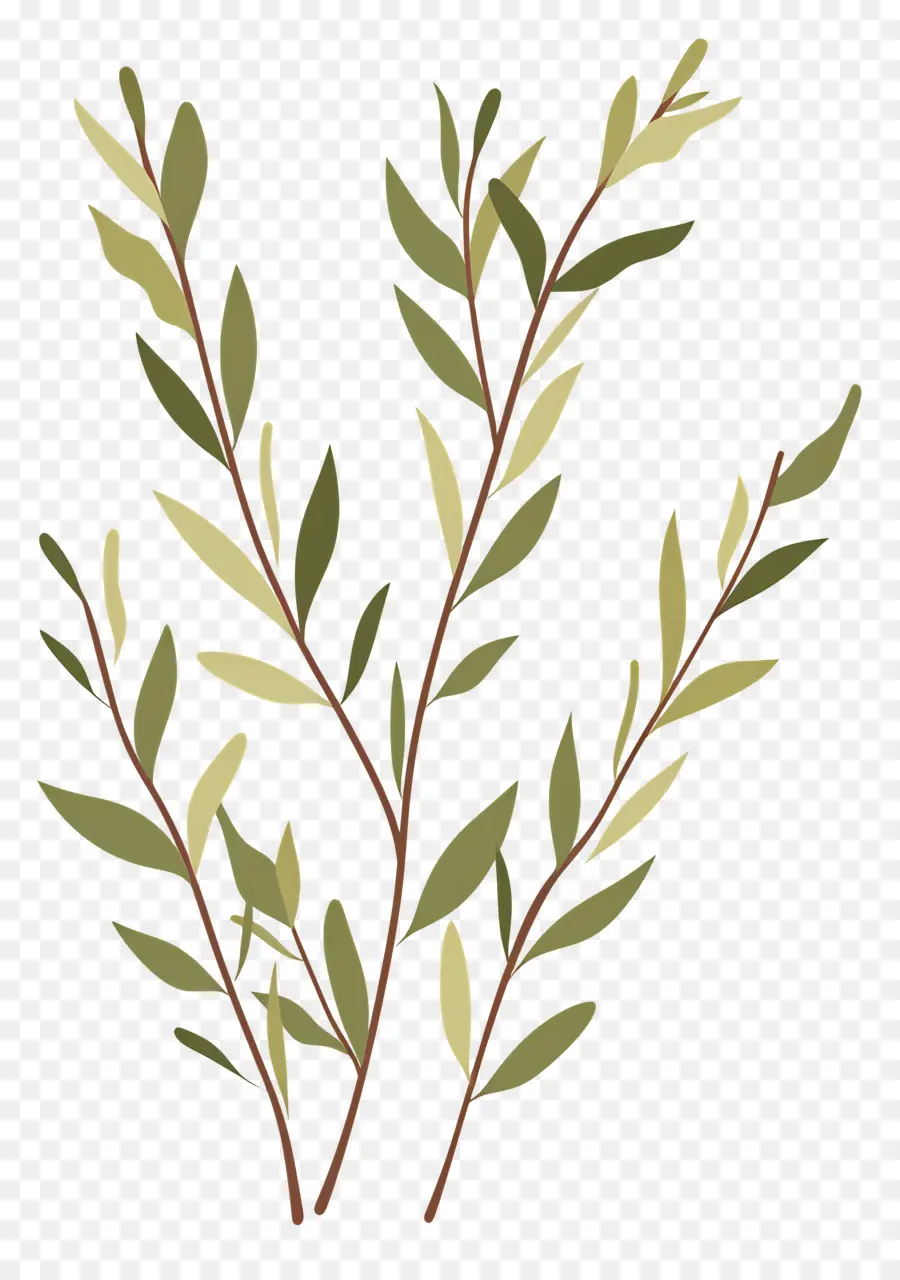 Willow Rorm，Folhas Verdes PNG