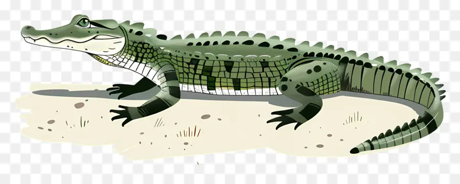 Jacaré，Crocodilo PNG